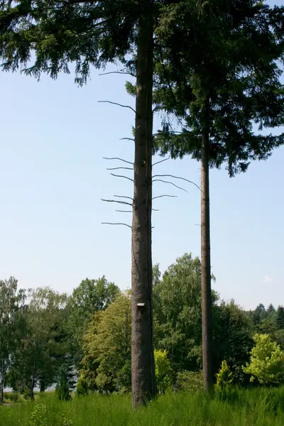 Doménová struktura se dvěma jednotlivých stromů — Stock fotografie