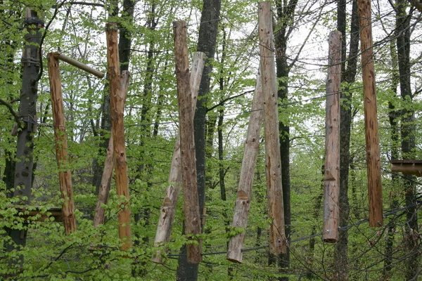 Lezecký les — Stock fotografie