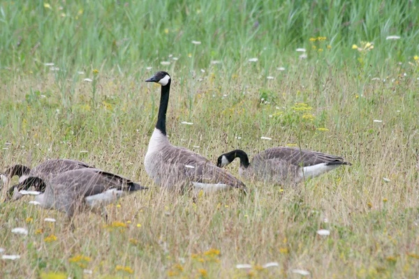 加拿大鹅（branta canadensis）) — 图库照片