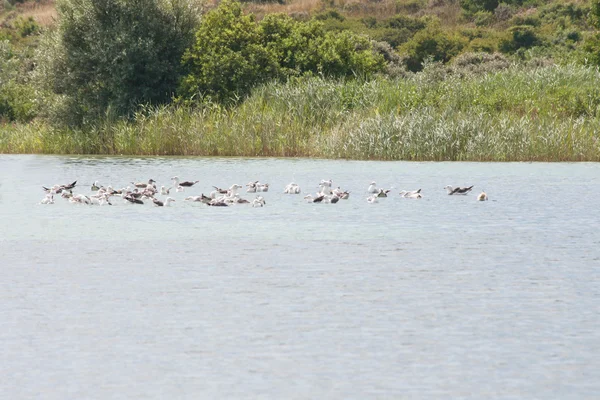 Gaviota (Larus argentatus) ) —  Fotos de Stock