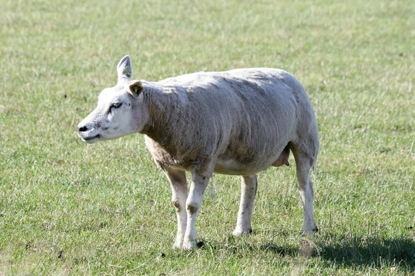 Een staande schapen — Stockfoto