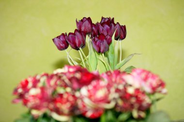 güzel kırmızı gül