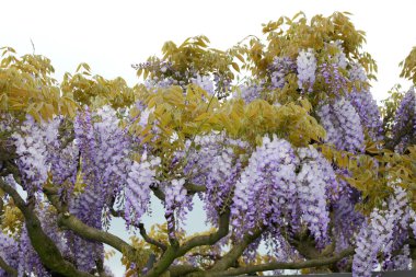 bir Wisteria (Wisteria)