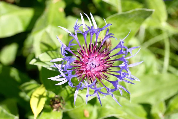 Kornflowe (Zentaurea cyanus)) — Stockfoto