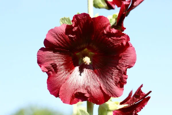 Hollyhock röd (Alcea rosea) — Stockfoto