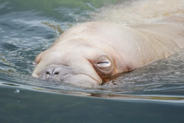 Uma morsa (Odobenus rosmarus ) — Fotografia de Stock