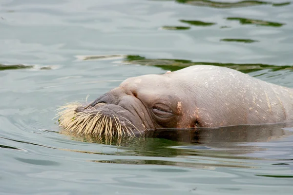 A walrus  (Odobenus rosmarus) — Stock Photo, Image