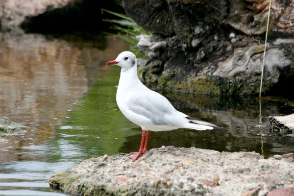 Gabbiano (Larus novaehollandiae ) — Foto Stock