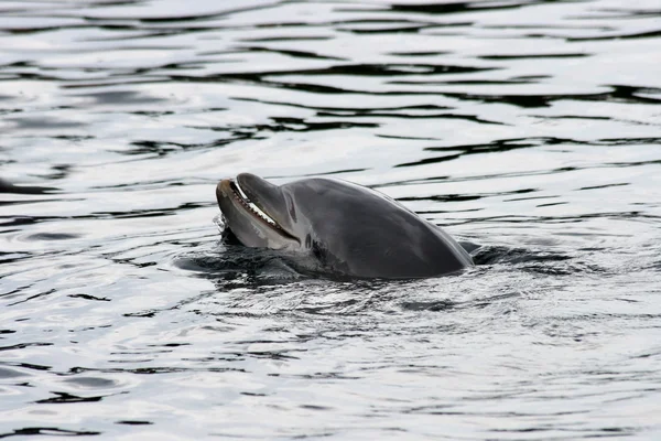 A Delfino (Delphinidae ) — Foto Stock