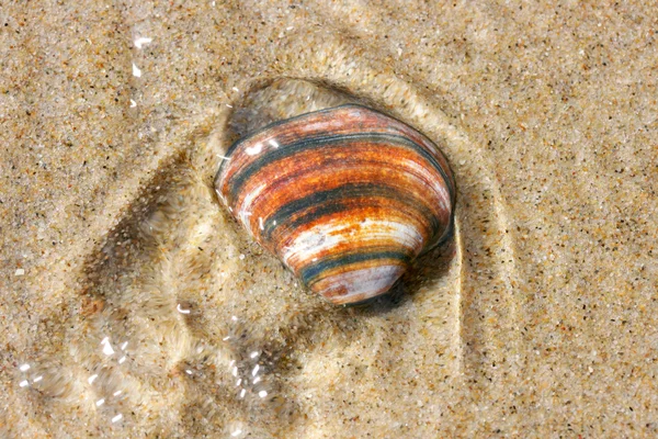 Seashell lying in the sand — Stock Photo, Image