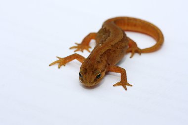 Newt (Lissotriton vulgaris)
