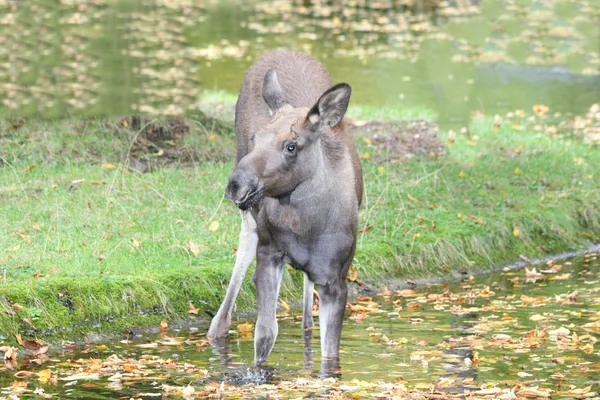 Moose    (Alces alces) — Stock Photo, Image