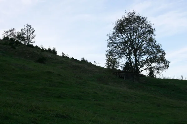 Un albero solitario — Foto Stock