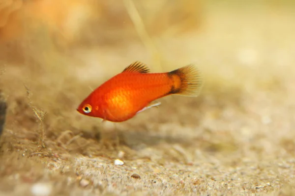 Platy Xiphophorus Maculatus Popular Pez Acuario Agua Dulce — Foto de Stock