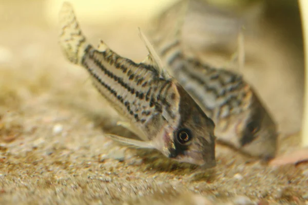 Grup Yayın Balığı Corydoras Schwartzi Popüler Bir Süs Balığıdır — Stok fotoğraf