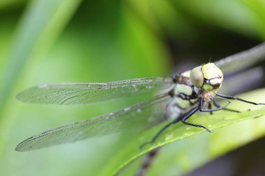 The dragonflies (Odonata) make an order within the class of insects (Insecta)	