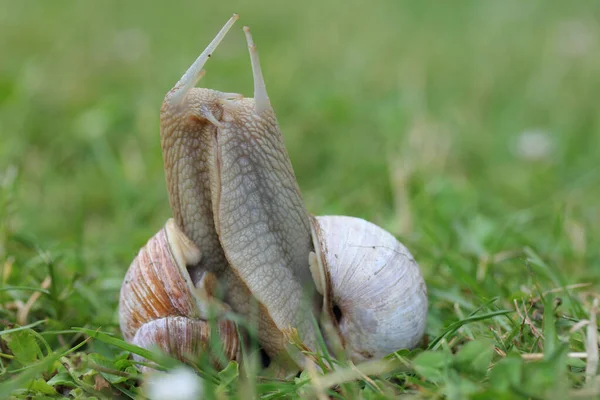 Két Római Csiga Helix Pomatia Párzásban — Stock Fotó