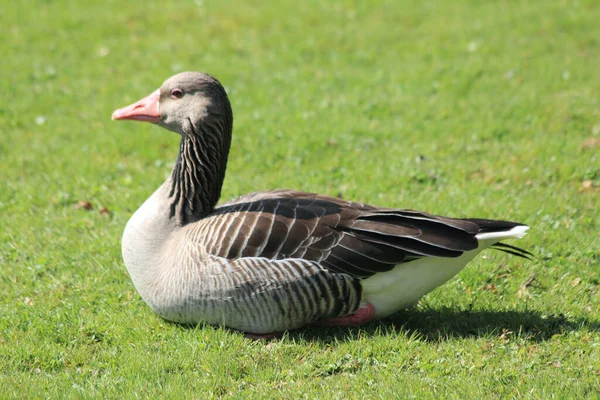 Greylag Goose 简称Anser Anser 是属于野鹅 Anser 的一种 — 图库照片