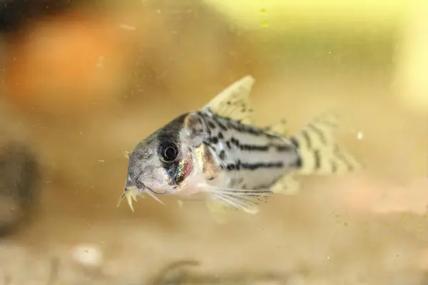 Grup Yayın Balığı Corydoras Schwartzi Popüler Bir Süs Balığıdır — Stok fotoğraf