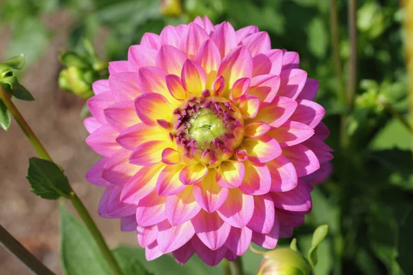 Dahlia Género Botânico Pertencente Família Asteraceae — Fotografia de Stock