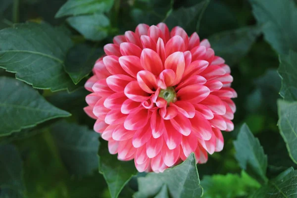 Dahlia Dahlia Genus Flowering Plants Sunflower Family Asteraceae — Stock Photo, Image