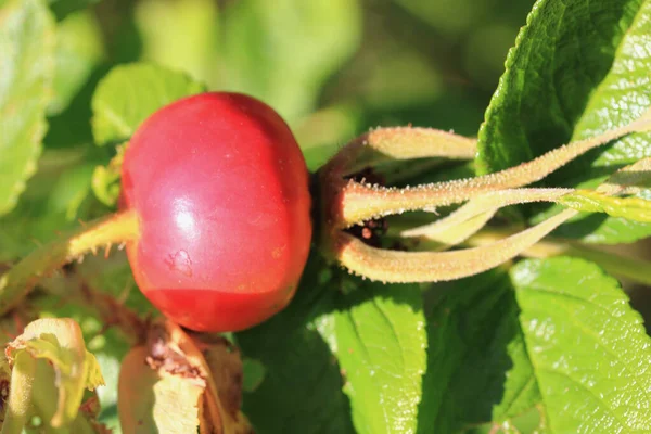 Comme Églantier Est Appelé Collecte Non Toxique Noix Différents Types — Photo