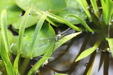 The dragonflies (Odonata) make an order within the class of insects (Insecta)	