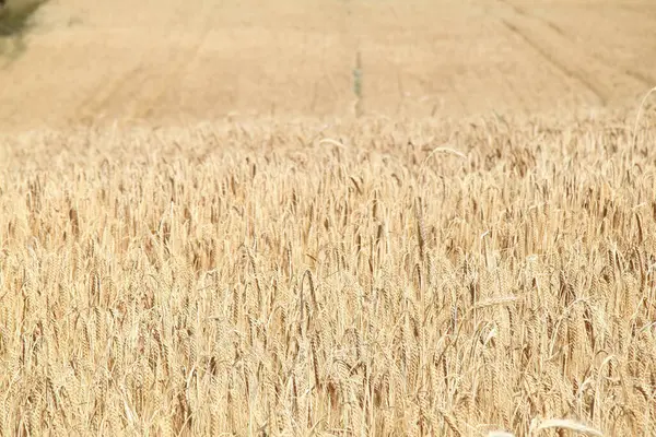 Large Cornfield Ready Harvest — Stock Photo, Image