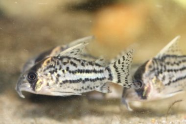 Grup yayın balığı (Corydoras schwartzi) popüler bir süs balığıdır.