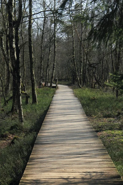 Wooden Footbridge Moor Birch Forest — Stock Photo, Image