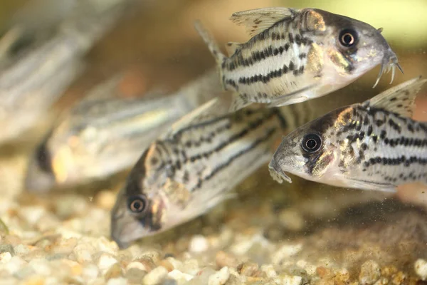 Grup Yayın Balığı Corydoras Schwartzi Popüler Bir Süs Balığıdır — Stok fotoğraf