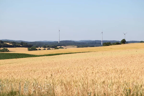 Eine Landschaft Mit Weizenfeldern Und Wald — Stockfoto