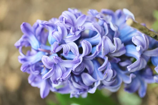 Гиацинты Hyacinthus Образуют Вид Растений Семейства Спаржевых — стоковое фото