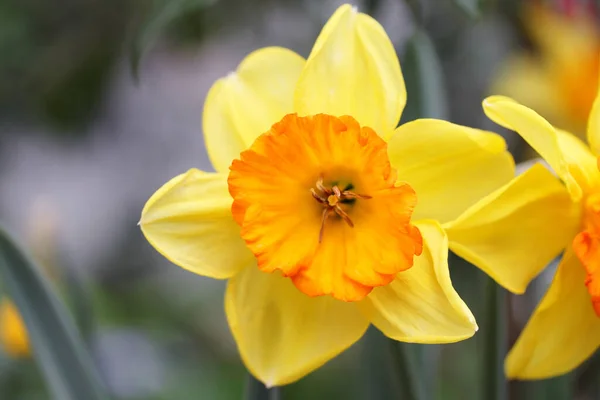 Daffodils Утворюють Рід Підродині Amaryllidoideae — стокове фото