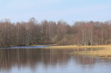 Göl manzarası, arka planda huş ağacı ormanı.