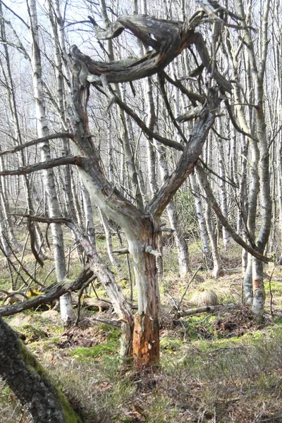 Мертве Дерево Природному Лісовому Середовищі — стокове фото