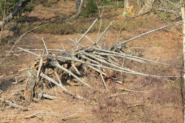 Schřadlá Kostra Mrtvého Stromu — Stock fotografie