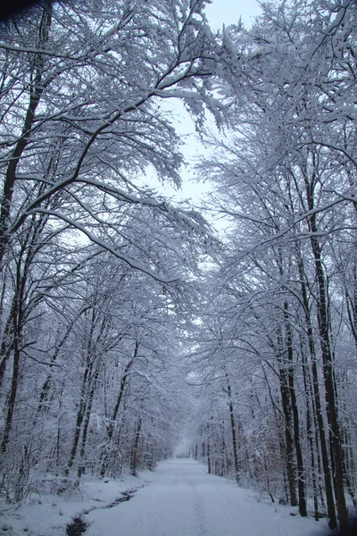 Snowy Road Wintry Forest — Stock Photo, Image