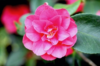 Kamelya (Camellia japonica), Kamelya (Camellia) familyasından bir bitki türü.)