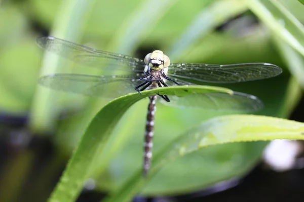 Yusufçuklar Odonata Böcek Sınıfı Içinde Bir Sipariş Verirler Böcek — Stok fotoğraf