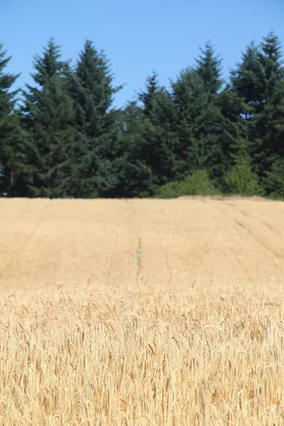 Paysage Avec Champs Blé Forêt — Photo