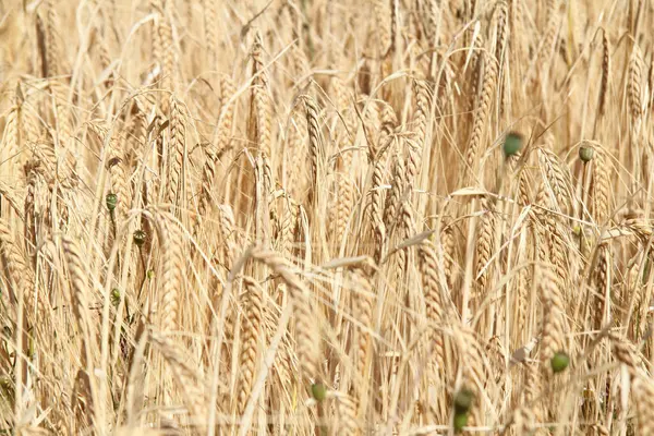 Large Cornfield Ready Harvest — Stock Photo, Image