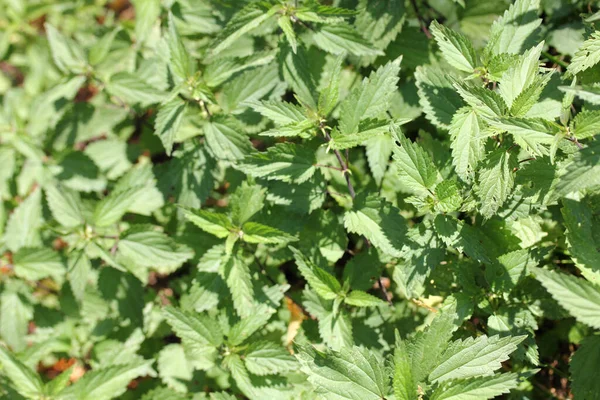 Nettles Urtica Form Genus Stinging Nettle Family Urticaceae — стокове фото