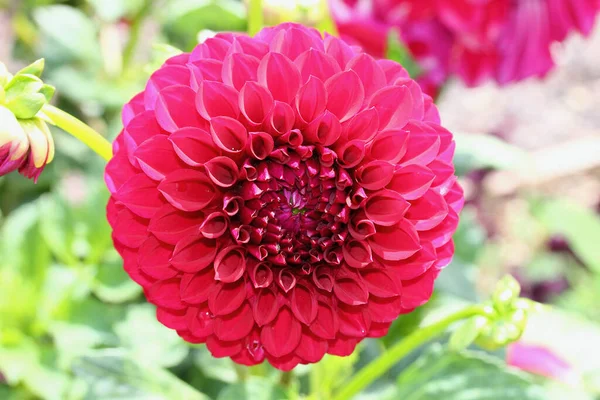 Dahlia Género Botânico Pertencente Família Asteraceae — Fotografia de Stock