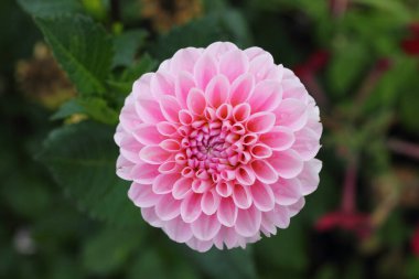 Yıldız çiçeği (