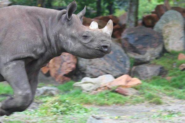 Rhinocéros Blanc Rhinocéros Lèvres Carrées Ceratotherium Simum Est Grande Espèce — Photo