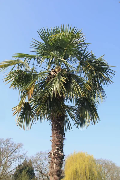 Hindistan Cevizi Ağacının Palmiye Yaprakları Arka Planda Mavi Gökyüzü — Stok fotoğraf
