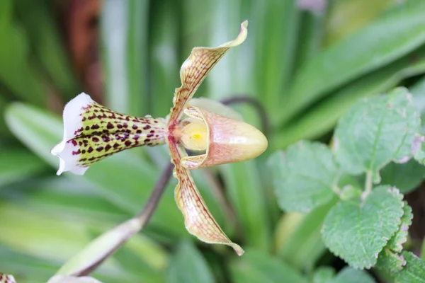 Die Orchideenfamilie Orchidaceae Ist Eine Kosmopolitische Pflanzenfamilie — Stockfoto