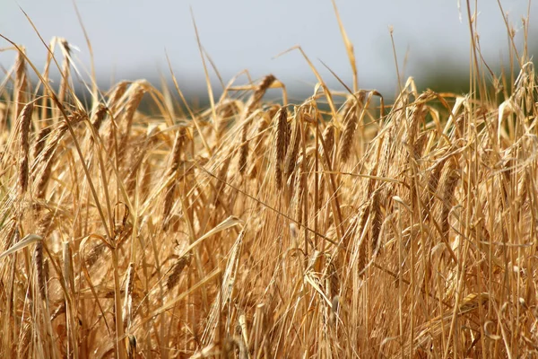 Large Cornfield Ready Harvest — Stock Photo, Image