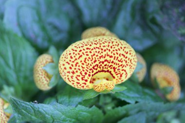 Orkide ya da orkide familyası (Orchidaceae), kozmopolit bir bitki familyasıdır.